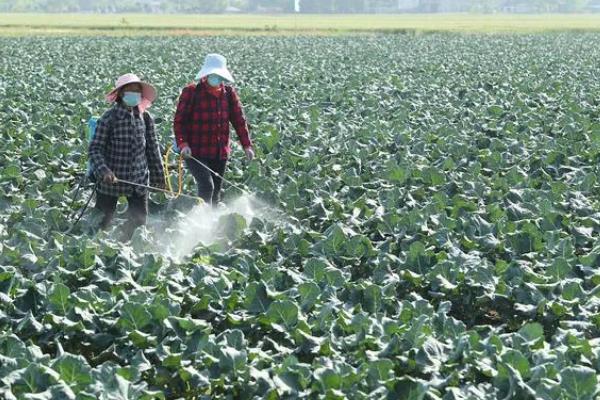 蔬菜叶子发黄的原因，可能是浇水过多所致