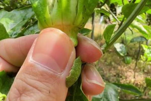 百香果怎么播种，浸种催芽后直接撒播