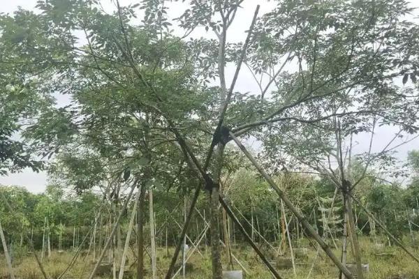 紫花风铃木为什么不开花，缺少养分时无法孕育花朵