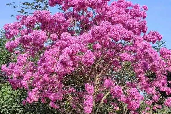 紫花风铃木为什么不开花，缺少养分时无法孕育花朵
