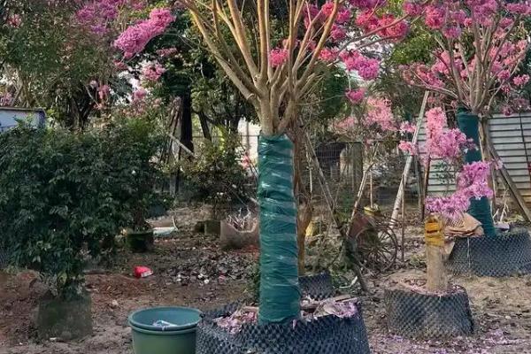 紫花风铃木为什么不开花，缺少养分时无法孕育花朵