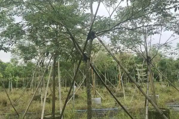 紫花风铃木为什么不开花，缺少养分时无法孕育花朵