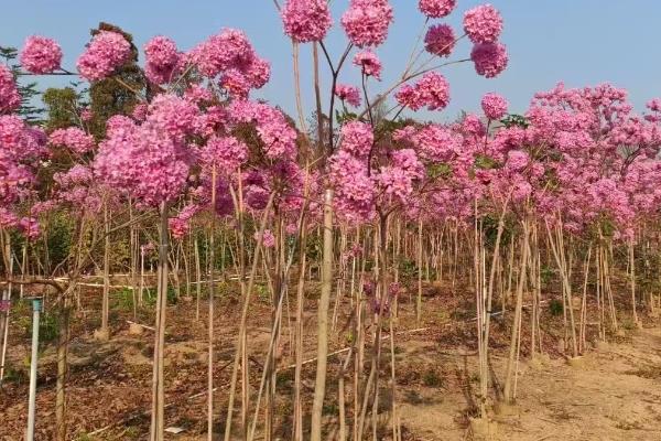 紫花风铃木为什么不开花，缺少养分时无法孕育花朵