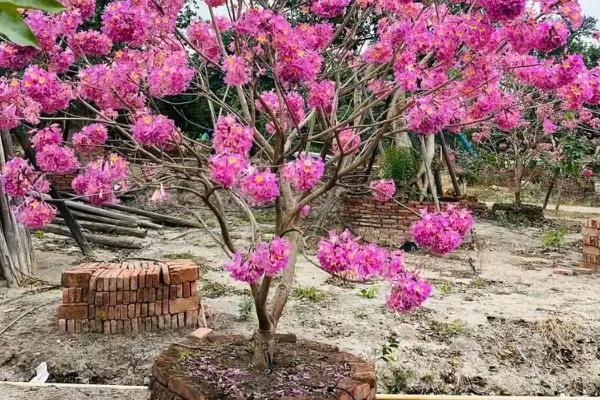 紫花风铃木为什么不开花，缺少养分时无法孕育花朵