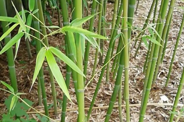 竹子是草的原因，茎秆空心与木本植物明显不同