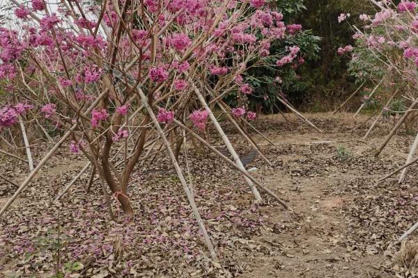 紫花风铃木为什么不开花，缺少养分时无法孕育花朵