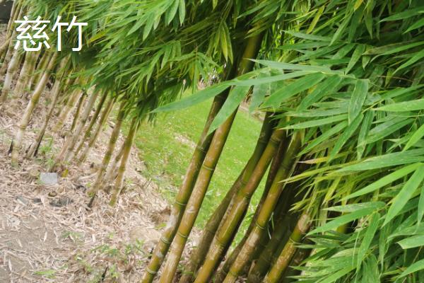 竹子是草的原因，茎秆空心与木本植物明显不同