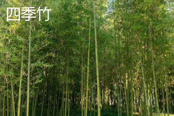 竹子是草的原因，茎秆空心与木本植物明显不同