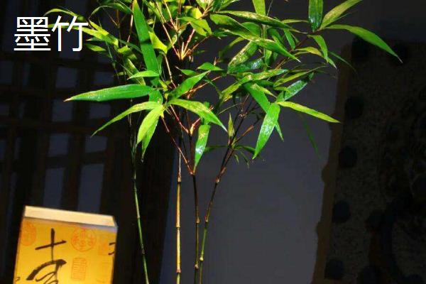 竹子是草的原因，茎秆空心与木本植物明显不同