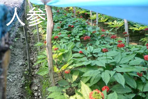 土壤下面有什么植物，常见的有人参、芋头等