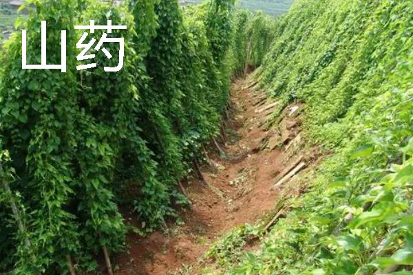 土壤下面有什么植物，常见的有人参、芋头等
