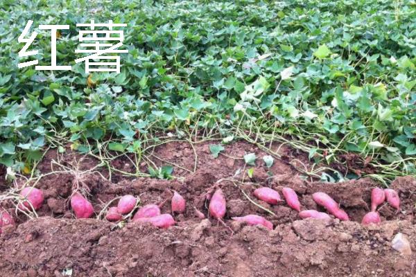 土壤下面有什么植物，常见的有人参、芋头等