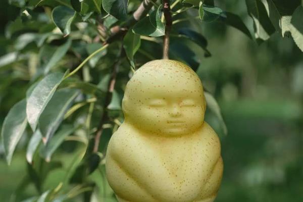 土壤下面有什么植物，常见的有人参、芋头等