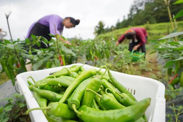 什么时候采摘菜椒，2月初播种7月可以采摘