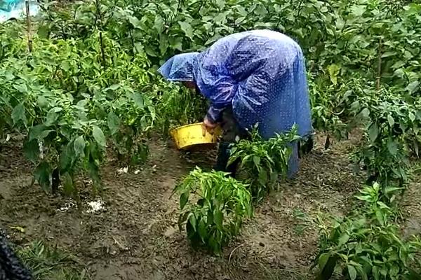 什么时候采摘菜椒，2月初播种7月可以采摘