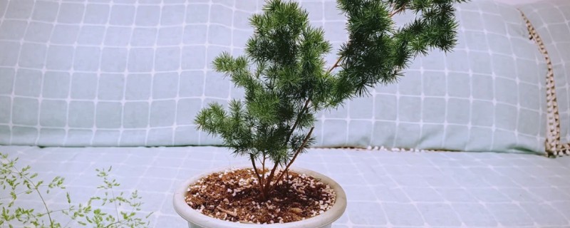 蓬莱松能不能养在卧室中，卧室缺少光照不适合它生长