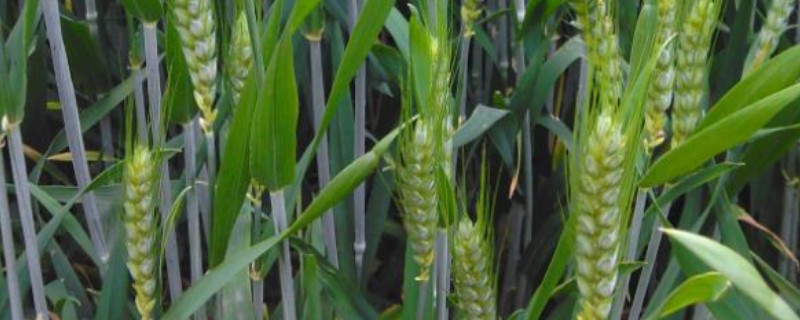 西农369小麦的种植要点，在10月中下旬播种为佳