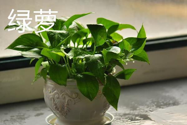 君子兰吸甲醛后会不会死，不会致死