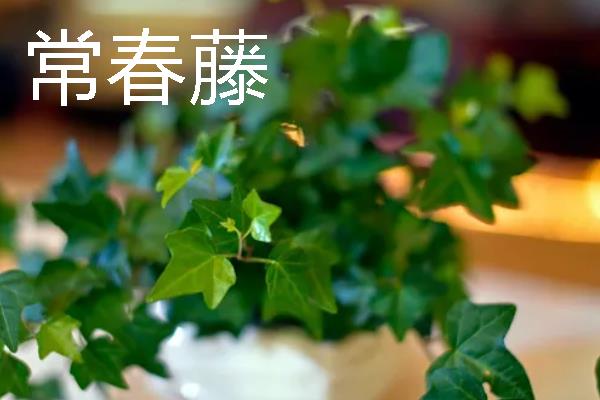 君子兰吸甲醛后会不会死，不会致死