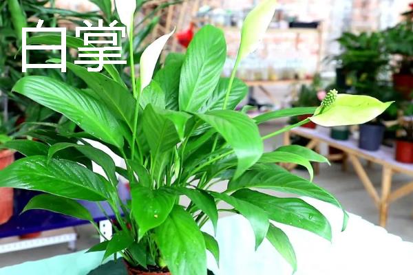 君子兰吸甲醛后会不会死，不会致死