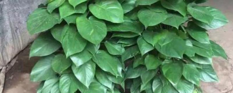 大叶绿萝叶子边缘发焦如何处理，需排除积水并增加湿度