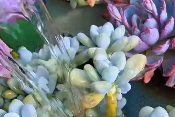 种多肉要注意什么，温度高的时候每天都要浇水