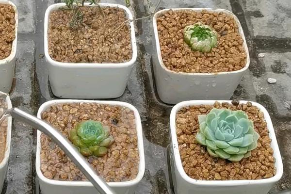 种多肉要注意什么，温度高的时候每天都要浇水