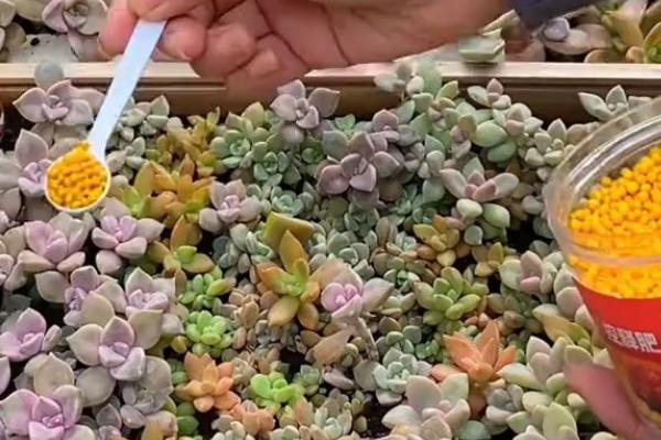 种多肉要注意什么，温度高的时候每天都要浇水