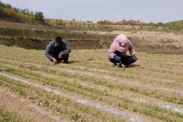 西农369小麦的种植要点，在10月中下旬播种为佳