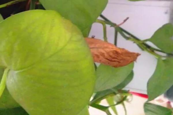 大叶绿萝叶子边缘发焦如何处理，需排除积水并增加湿度