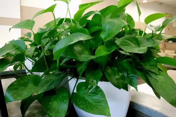 大叶绿萝叶子边缘发焦如何处理，需排除积水并增加湿度