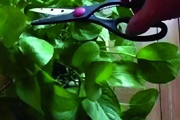 大叶绿萝叶子边缘发焦如何处理，需排除积水并增加湿度