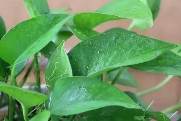 大叶绿萝叶子边缘发焦如何处理，需排除积水并增加湿度