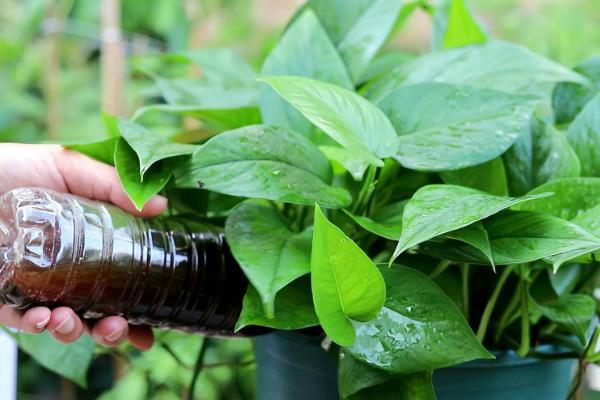 大叶绿萝叶子边缘发焦如何处理，需排除积水并增加湿度