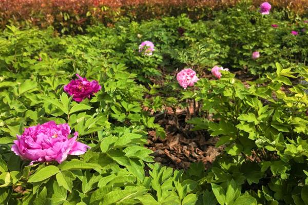 牡丹花种子的种植方法，播种前先浸种一天