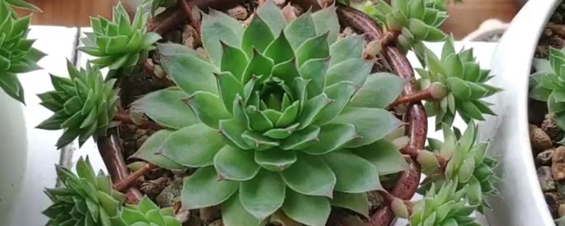 观音莲叶子下垂的原因，可能是温度大且低所致