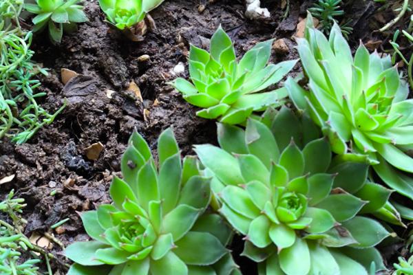 观音莲叶子下垂的原因，可能是温度大且低所致