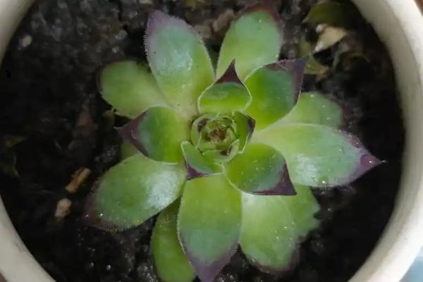 观音莲叶子下垂的原因，可能是温度大且低所致