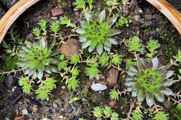 观音莲叶子下垂的原因，可能是温度大且低所致