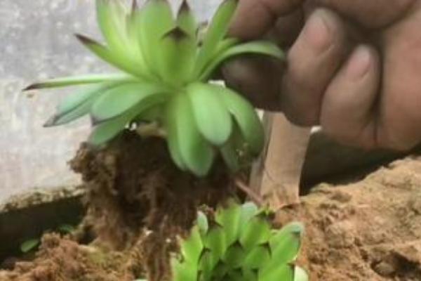 观音莲叶子下垂的原因，可能是温度大且低所致