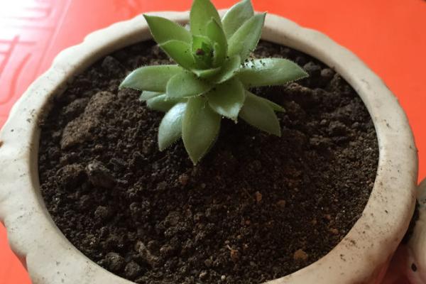 观音莲叶子下垂的原因，可能是温度大且低所致