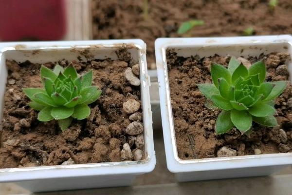 观音莲叶子下垂的原因，可能是温度大且低所致