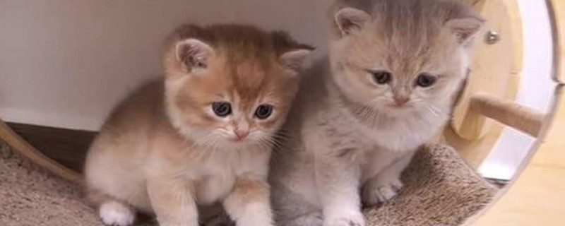 如何减少猫咪的毛球，要勤于帮猫咪梳理毛发