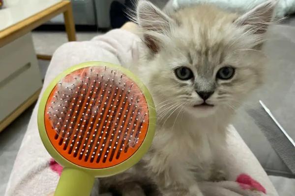 如何减少猫咪的毛球，要勤于帮猫咪梳理毛发