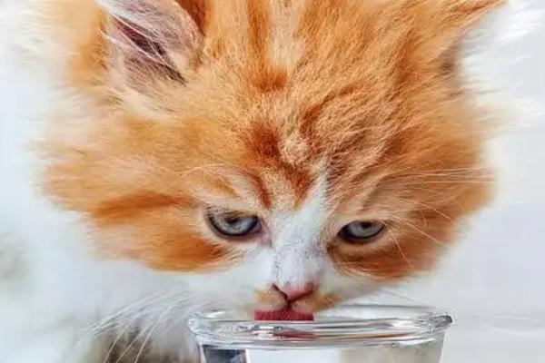 如何减少猫咪的毛球，要勤于帮猫咪梳理毛发