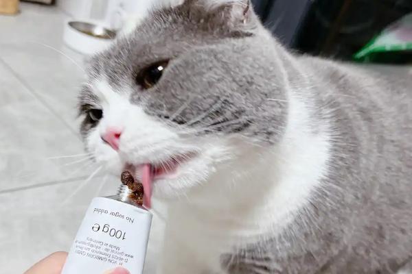 如何减少猫咪的毛球，要勤于帮猫咪梳理毛发