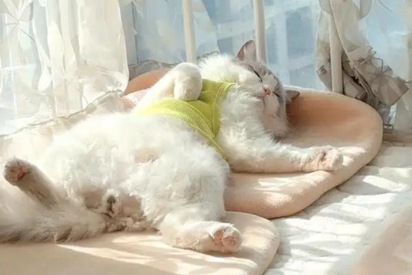 如何减少猫咪的毛球，要勤于帮猫咪梳理毛发