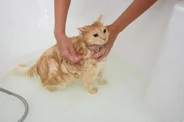如何减少猫咪的毛球，要勤于帮猫咪梳理毛发