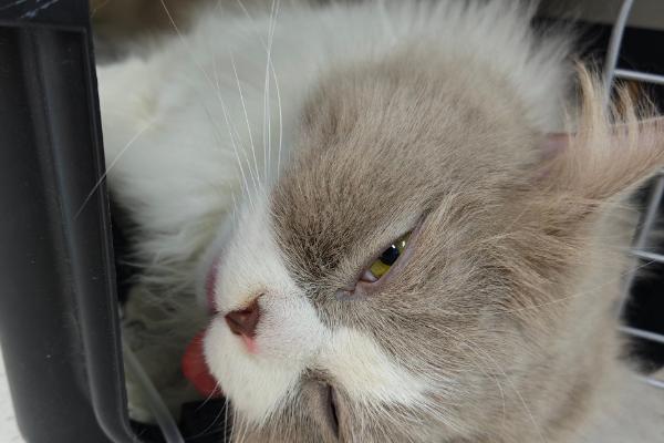 如何减少猫咪的毛球，要勤于帮猫咪梳理毛发