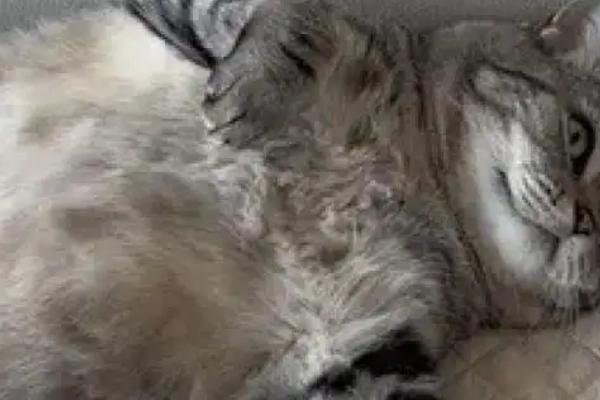 如何减少猫咪的毛球，要勤于帮猫咪梳理毛发